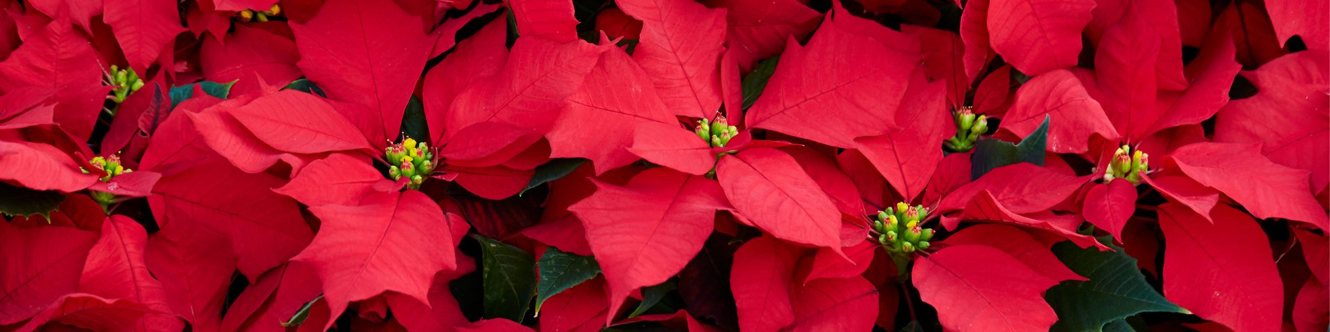 Annual Poinsettia Sale